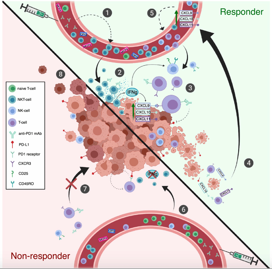 CXCL9
CXCL
CXCLI
oo
Responder
naive T-cell
NKr-cell
NK-cell
T-cell
anti-PDI mAb
PO-Ll
PDI receptor
CXCR3
CD25
CD45RO
Non-responder
CXCL9
CXCLI
CXCLI